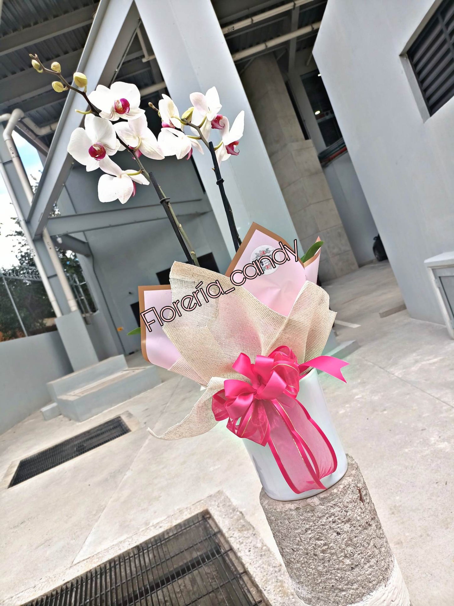 ORQUIDEA BLANCA CON MORADO